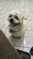 Teddy 