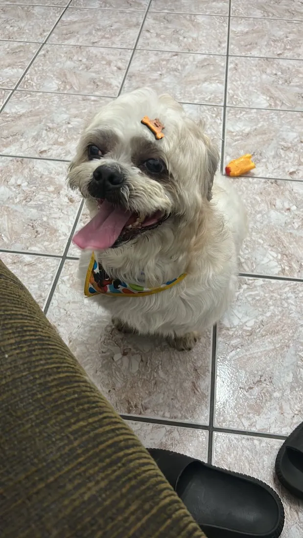 Cachorro raça SRD-ViraLata idade 4 anos nome Teddy 