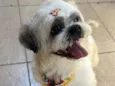 Teddy 