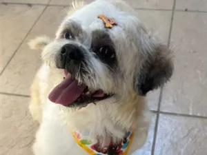 Cachorro raça SRD-ViraLata idade 4 anos nome Teddy 