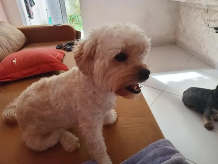 Cachorro raça Shitzu idade 2 anos nome Pipoca e amora