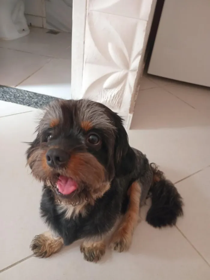 Cachorro raça Shitzu idade 2 anos nome Pipoca e amora