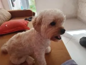 Cachorro raça Shitzu idade 2 anos nome Pipoca e amora