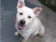 Bela