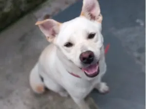 Cachorro raça SRD-ViraLata idade 4 anos nome Bela