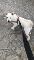 Bela