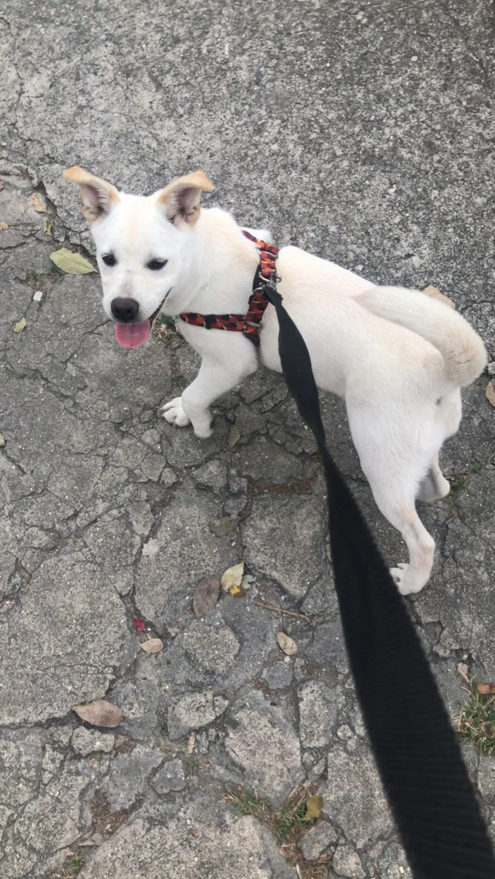 Cachorro raça SRD-ViraLata idade 4 anos nome Bela