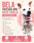 Bela