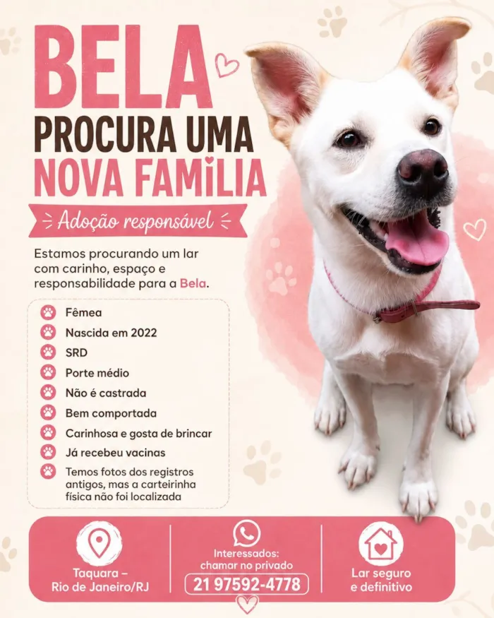 Cachorro raça SRD-ViraLata idade 4 anos nome Bela