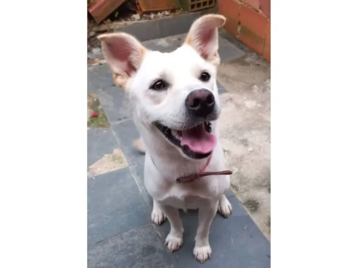 Cachorro raça SRD-ViraLata idade 4 anos nome Bela