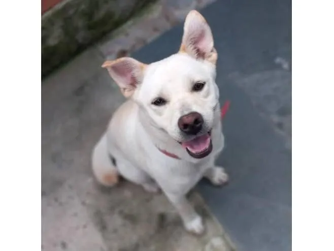 Cachorro raça SRD-ViraLata idade 4 anos nome Bela