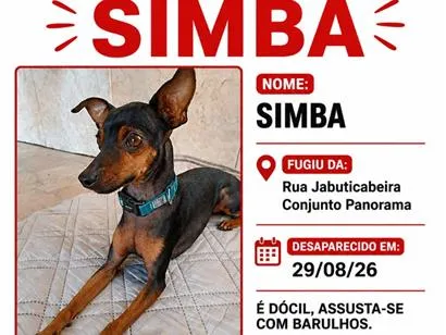 Cachorro raça Pinscher idade 3 anos nome Simba