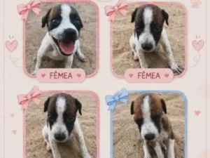 Cachorro raça SRD-ViraLata idade 2 a 6 meses nome  bicolor