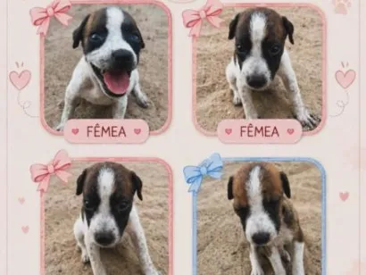 Cachorro raça SRD-ViraLata idade 2 a 6 meses nome  bicolor