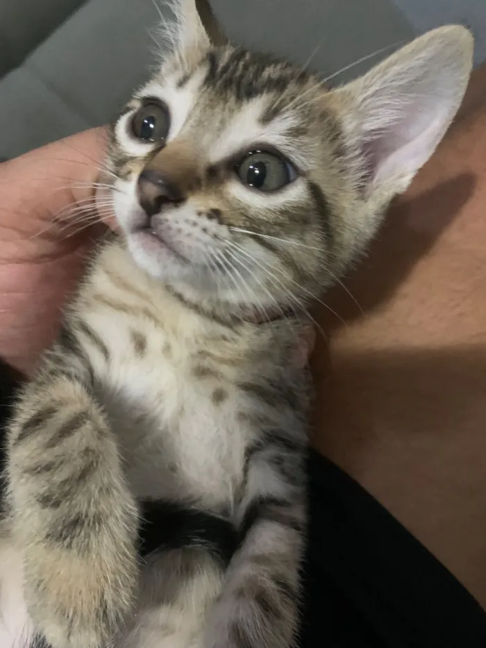 Gato raça SRD-ViraLata idade Abaixo de 2 meses nome Não coloquei nome ainda