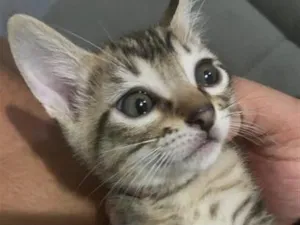 Gato raça SRD-ViraLata idade Abaixo de 2 meses nome Não coloquei nome ainda