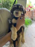 Marley