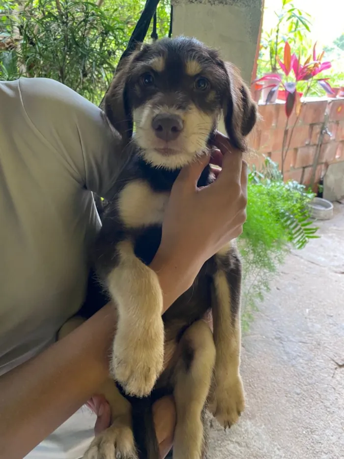 Cachorro raça SRD-ViraLata idade 2 a 6 meses nome Marley