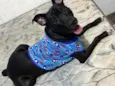neguinho