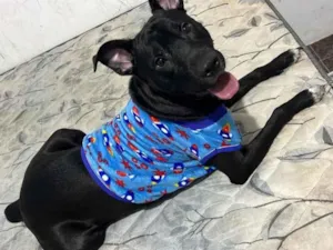 Cachorro raça SRD-ViraLata idade 1 ano nome neguinho