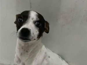 Cachorro raça SRD-ViraLata idade 2 a 6 meses nome Pity