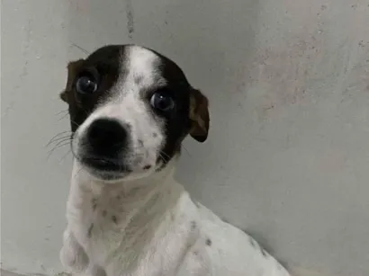 Cachorro raça SRD-ViraLata idade 2 a 6 meses nome Pity