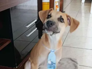 Cachorro raça SRD-ViraLata idade 2 a 6 meses nome Brian