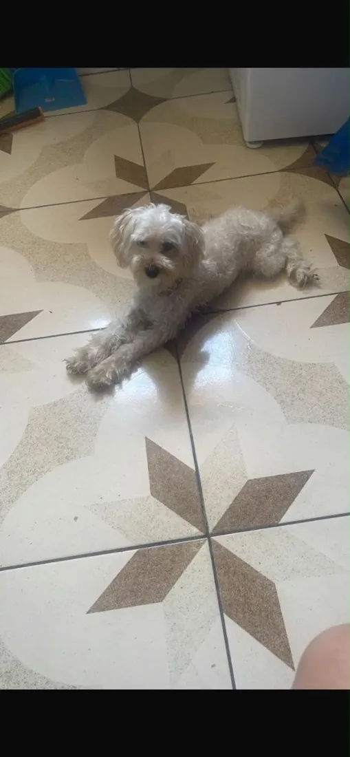 Cachorro raça Poodle idade 3 anos nome Sem nome