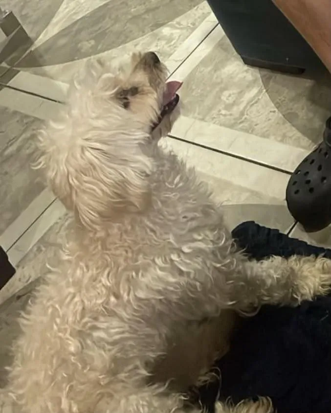 Cachorro raça Poodle idade 3 anos nome Sem nome