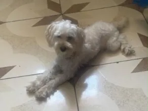 Cachorro raça Poodle idade 3 anos nome Sem nome