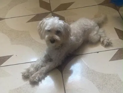 Cachorro raça Poodle idade 3 anos nome Sem nome