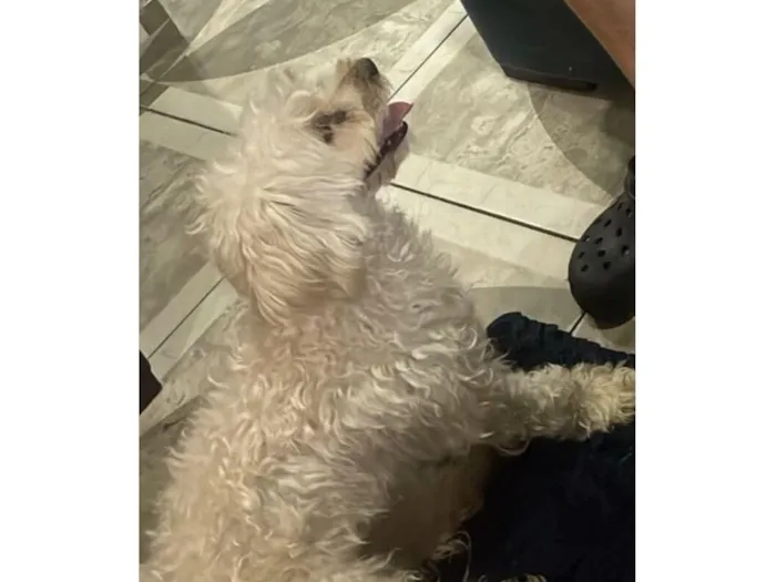 Cachorro raça Poodle idade 3 anos nome Sem nome