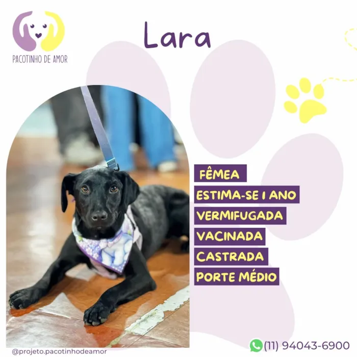 Cachorro raça SRD-ViraLata idade 1 ano nome Lara