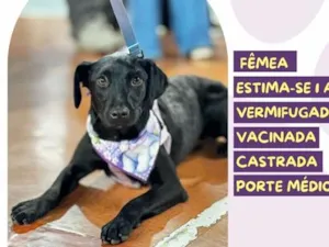 Cachorro raça SRD-ViraLata idade 1 ano nome Lara