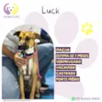 Luck