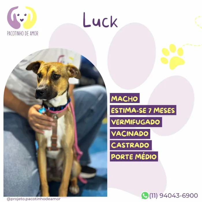 Cachorro raça SRD-ViraLata idade 7 a 11 meses nome Luck