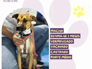 Cachorro raça SRD-ViraLata idade 7 a 11 meses nome Luck