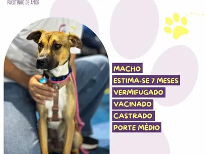 Cachorro raça SRD-ViraLata idade 7 a 11 meses nome Luck