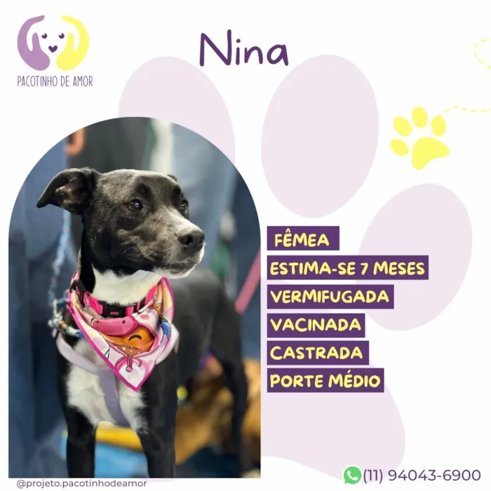 Cachorro raça SRD-ViraLata idade 7 a 11 meses nome Nina