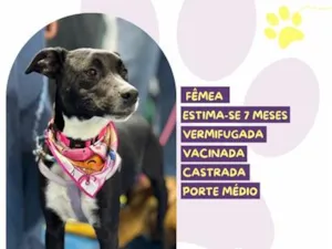 Cachorro raça SRD-ViraLata idade 7 a 11 meses nome Nina