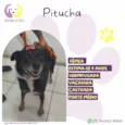Pitucha