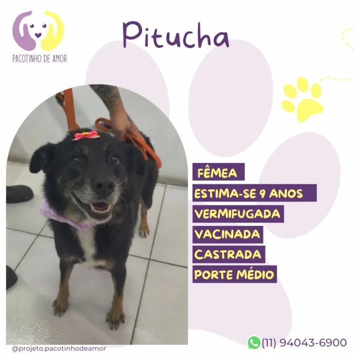 Cachorro raça SRD-ViraLata idade 6 ou mais anos nome Pitucha