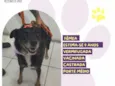 Pitucha