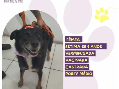 Cachorro raça SRD-ViraLata idade 6 ou mais anos nome Pitucha