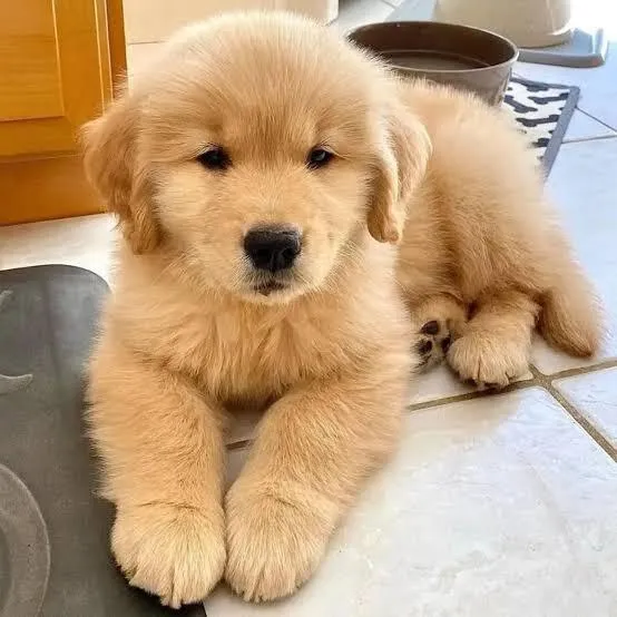 Cachorro raça SRD-ViraLata idade 2 a 6 meses nome Golden Filhotes