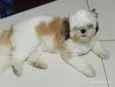 lili