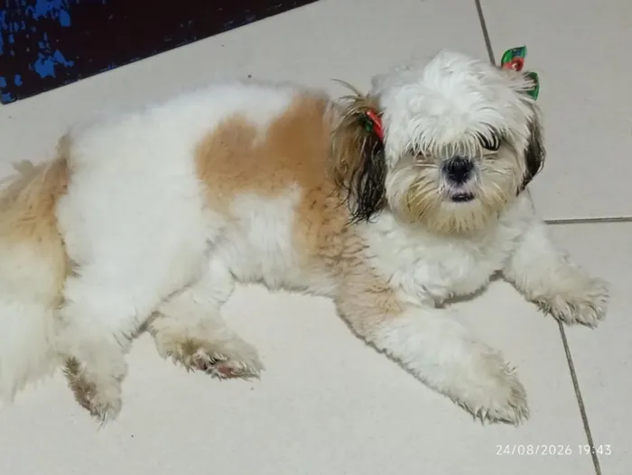 Cachorro raça Shitzu idade 7 a 11 meses nome lili