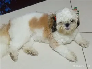Cachorro raça Shitzu idade 7 a 11 meses nome lili
