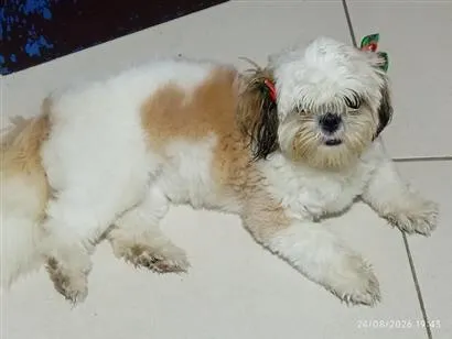 Cachorro raça Shitzu idade 7 a 11 meses nome lili