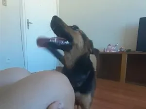 Cachorro raça SRD-ViraLata idade 2 anos nome Mel